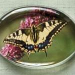Butterfly Photographic Glas..