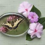 Butterfly Photographic Glas..