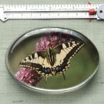 Butterfly Photographic Glas..