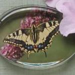 Butterfly Photographic Glas..