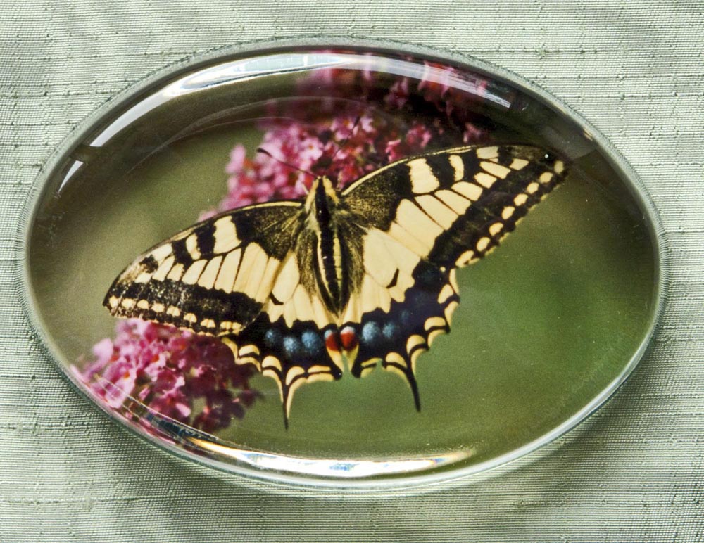 Butterfly Photographic Glass Paperweight - Rare English Swallow Tail - Natural History
